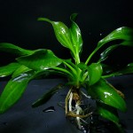 厚叶皇冠草-缩略图-2