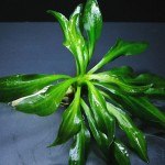 厚叶皇冠草-缩略图-3