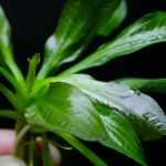 厚叶皇冠草-缩略图-4