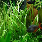 柳叶皇冠草-缩略图-1