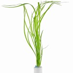 柳叶皇冠草-缩略图-2