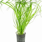 柳叶皇冠草-缩略图-3