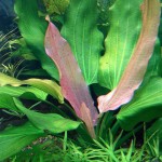 三色皇冠草-缩略图-2