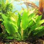 三色皇冠草-缩略图-3