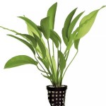 三色皇冠草-缩略图-4