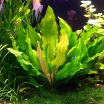 三色皇冠草-缩略图-5