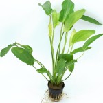 三色皇冠草-缩略图-6