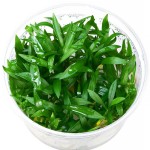 尖叶皇冠草-缩略图-1