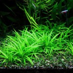 尖叶皇冠草-缩略图-2