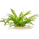 尖叶皇冠草-缩略图-3