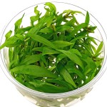 尖叶皇冠草-缩略图-5