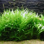 尖叶皇冠草-缩略图-6