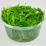 尖叶皇冠草-缩略图-7