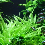 迷你皇冠草-缩略图-1