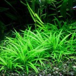 迷你皇冠草-缩略图-3