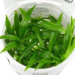 迷你皇冠草-缩略图-4