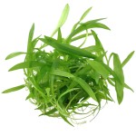 迷你皇冠草-缩略图-5