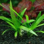 扁叶兰-缩略图-1