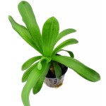 扁叶兰-缩略图-2