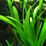 扁叶兰-缩略图-3