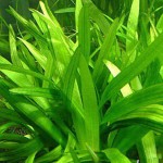 扁叶兰-缩略图-5