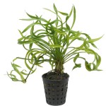 螺旋皇冠草-缩略图-1