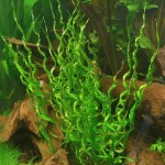 螺旋皇冠草-缩略图-2