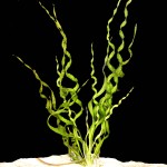 螺旋皇冠草-缩略图-3