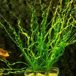 螺旋皇冠草-缩略图-4