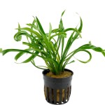 螺旋皇冠草-缩略图-5