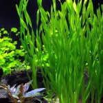 大水兰-缩略图-2