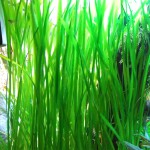 大水兰-缩略图-3