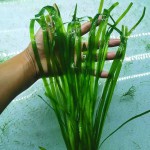 大水兰-缩略图-4