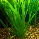 大水兰-缩略图-5