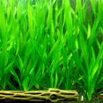 大水兰-缩略图-6