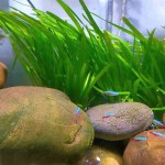 大水兰-缩略图-8