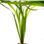 大水兰-缩略图-9