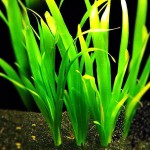 大水兰-缩略图-10