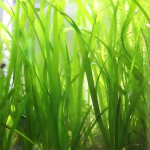 大水兰-缩略图-11