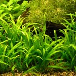 迷你水兰-缩略图-1