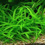 迷你水兰-缩略图-2