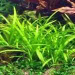 迷你水兰-缩略图-4