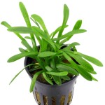 迷你水兰-缩略图-5