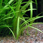 迷你水兰-缩略图-6