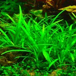 迷你水兰-缩略图-7