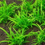 迷你水兰-缩略图-8