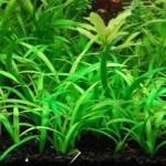 迷你水兰-缩略图-9