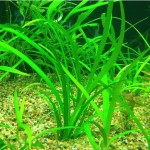 迷你水兰-缩略图-10