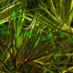 长茎箦藻-缩略图-1