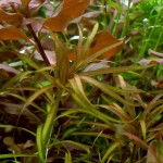 长茎箦藻-缩略图-2